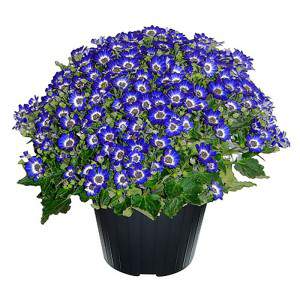 CINERARIA