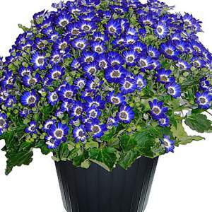 Cineraria vaas