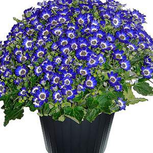 Cineraria