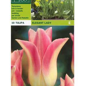 Tulipa elegante dame