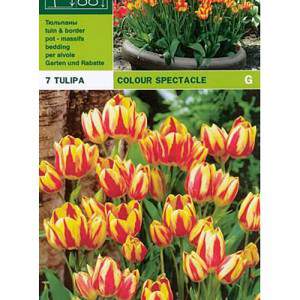 Kolorowy spektakl Tulipa