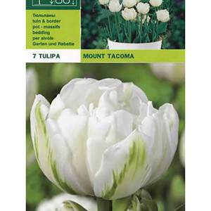 Tacoma de montage de tulipe