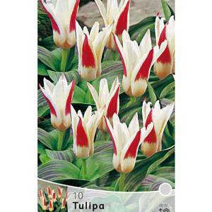 Tulipanes botánicos Strauss