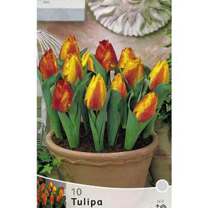 Tulipe de flair