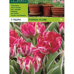 Tulipa eternal flame