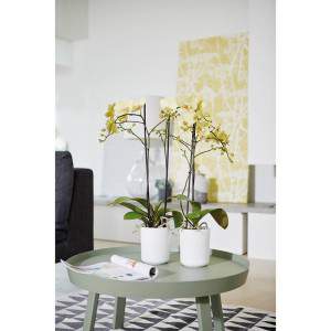 Grand vase blanc pour orchidées