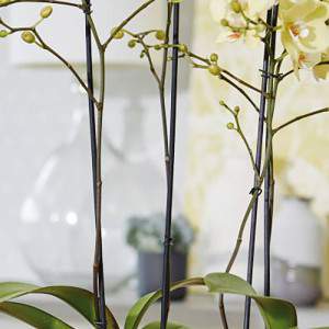 Pot b voor zachte orchidee hoog wit