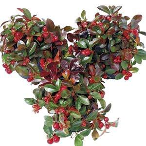 Gaultheria Bergtee