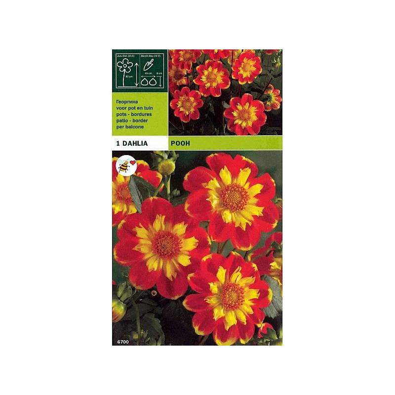 Dahlia Pooh Dahlia Pooh