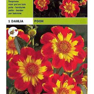 Pooh de collier de Dahlia