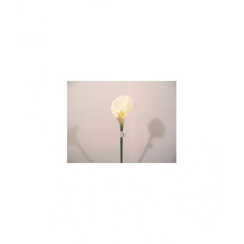 CALLA LILY CALLA LILY