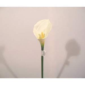 CALLA LILY