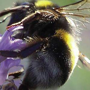 Mischung aus Blumen für Heidelbeeren