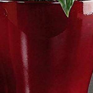 Scheurich 608 Orchid Pot Dark Red 17cm