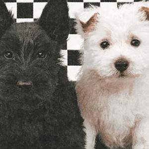 Serviettes chien noir et blanc