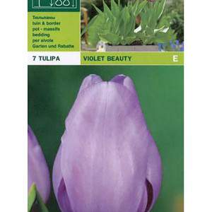 Tulip violet beauty