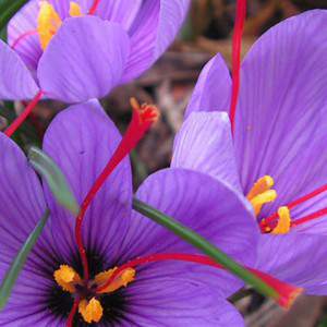 Bollen krokus sativus saffraan
