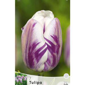 Tulipa de bandeira flamejante