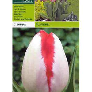Fille de jeu de tulipe