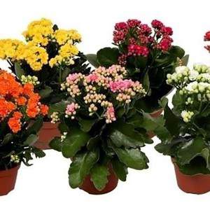 Florero mixto Kalanchoe