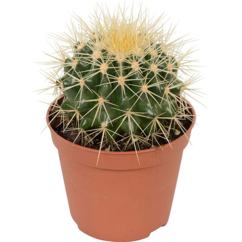 CACTUS GRUSONE VASO 5