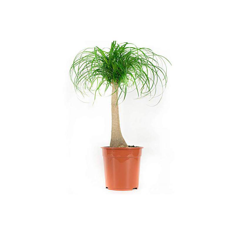 BEUCARNEA RECURVATA VASO 21 BEUCARNEA RECURVATA VASO 21