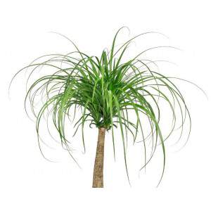 BEUCARNEA RECURVATA VASO 21