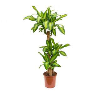 DRACAENA MASSANGEANA HEIGHT 110 VASE 32