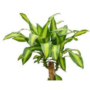 DRACAENA MASSANGEANA ALTEZZA 110 VASO 32