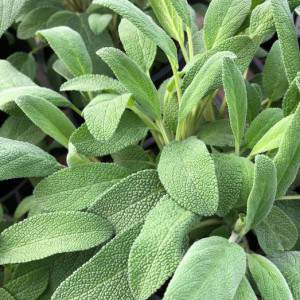 Salbei officinalis