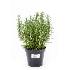 ROSEMARY VASE 14cm