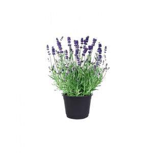 VASO DE LAVANDA 23cm