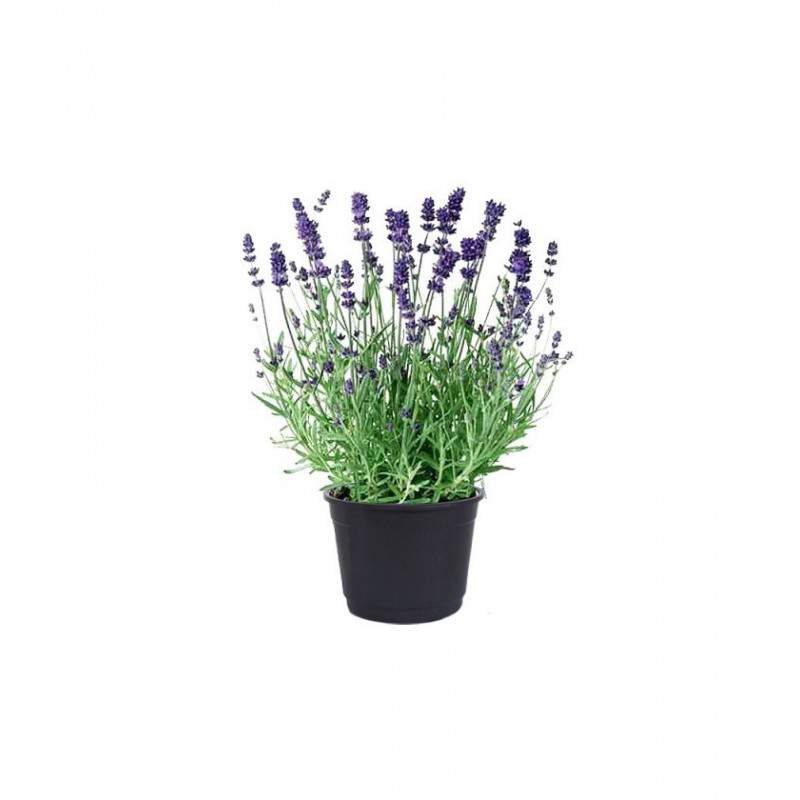 LAVENDER VASE 23