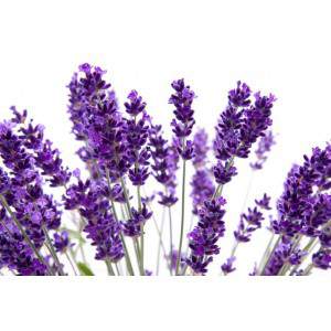 FLOR DE LAVANDA 23