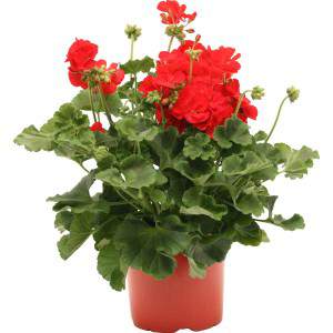 ZONAL GERANIUM