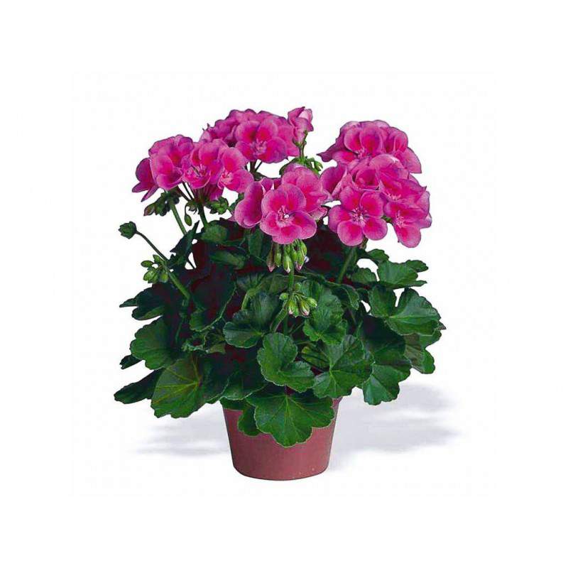 ZONAL GERANIUM fuchsia flowerpot 14 ZONAL GERANIUM fuchsia flowerpot 14