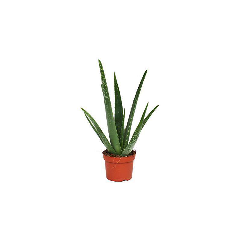 ALOE VERA VASE 12