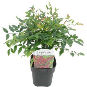 NANDINA GULF STREAM VASO 18