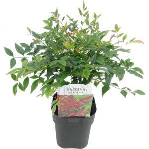 NANDINA GULF STREAM VASO 18