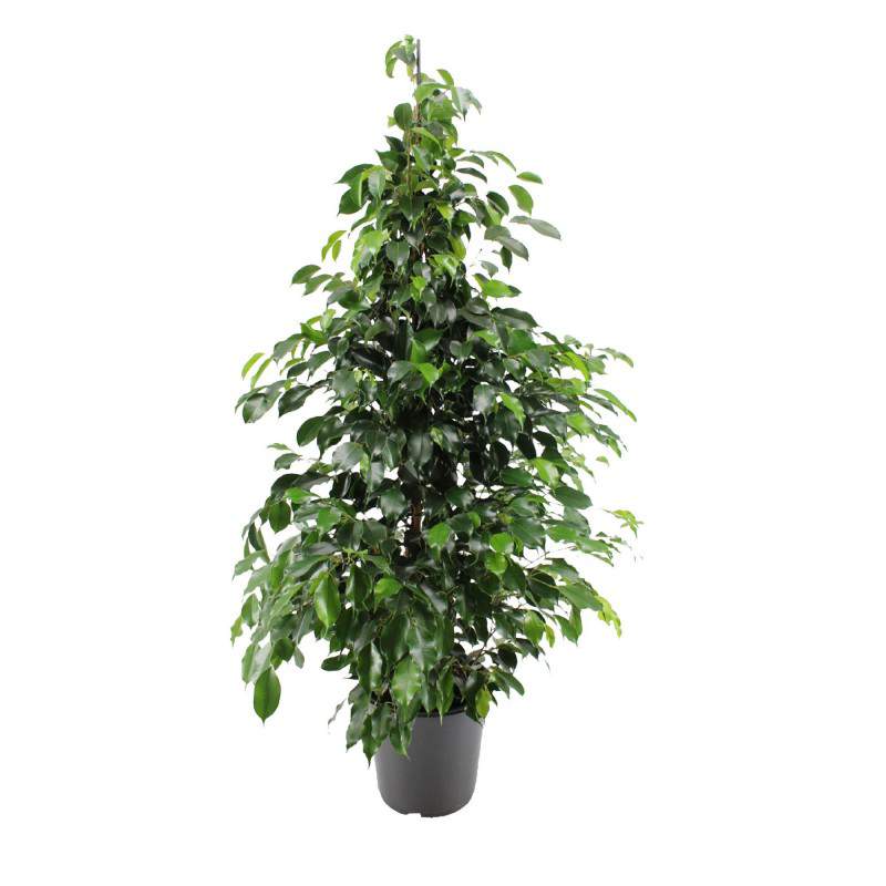 FICUS benjamin Vase 30