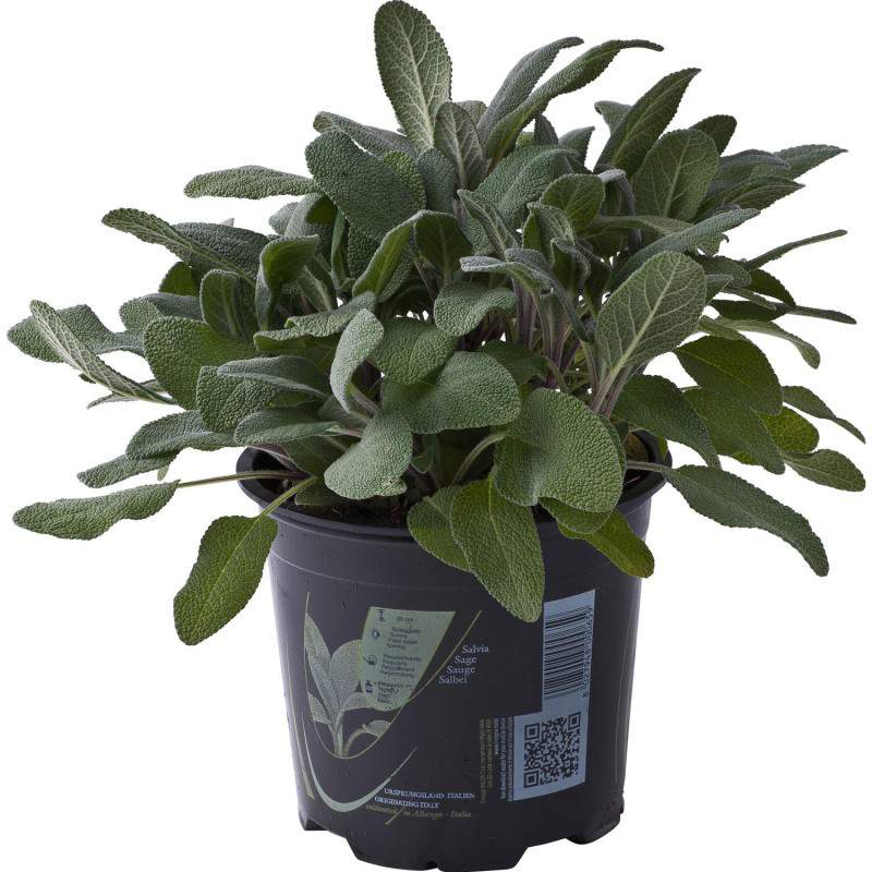 sage officinalis sage officinalis