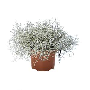 CALOCEPHALUS BROWNII Cache-pot en argent