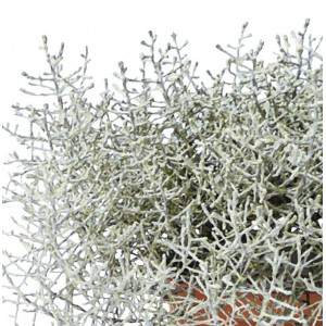CALOCEPHALUS BROWNII Srebrna doniczka 10cm