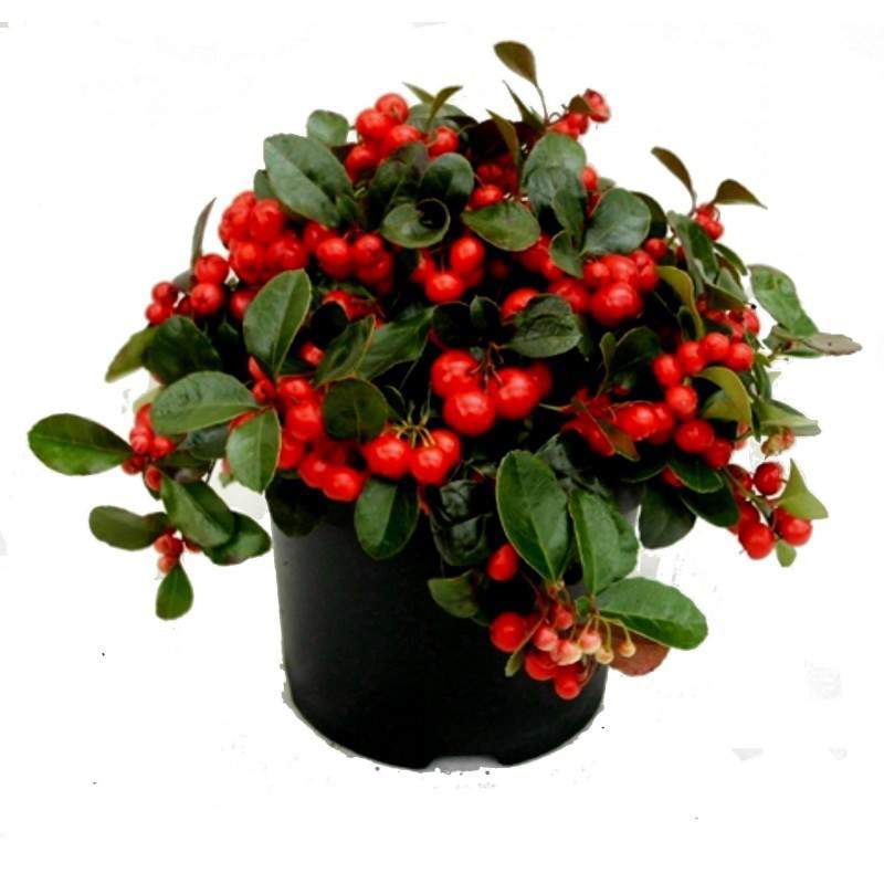 GAULTHERIA PROCUMBENS GAULTHERIA PROCUMBENS
