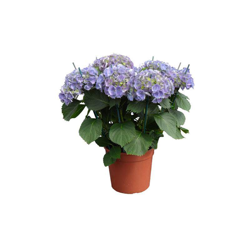 ORTENSIA VASO 19 cm ORTENSIA VASO 19 cm