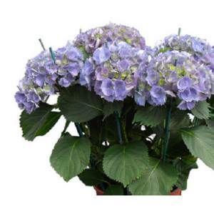 Blauwe hortensia