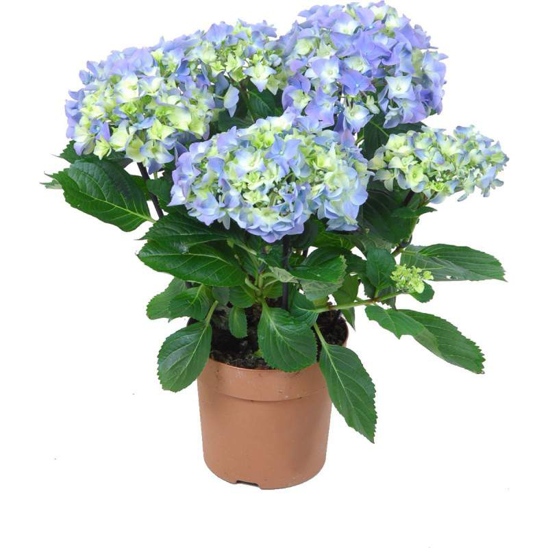 Wazon z hortensją 10 Wazon z hortensją 10