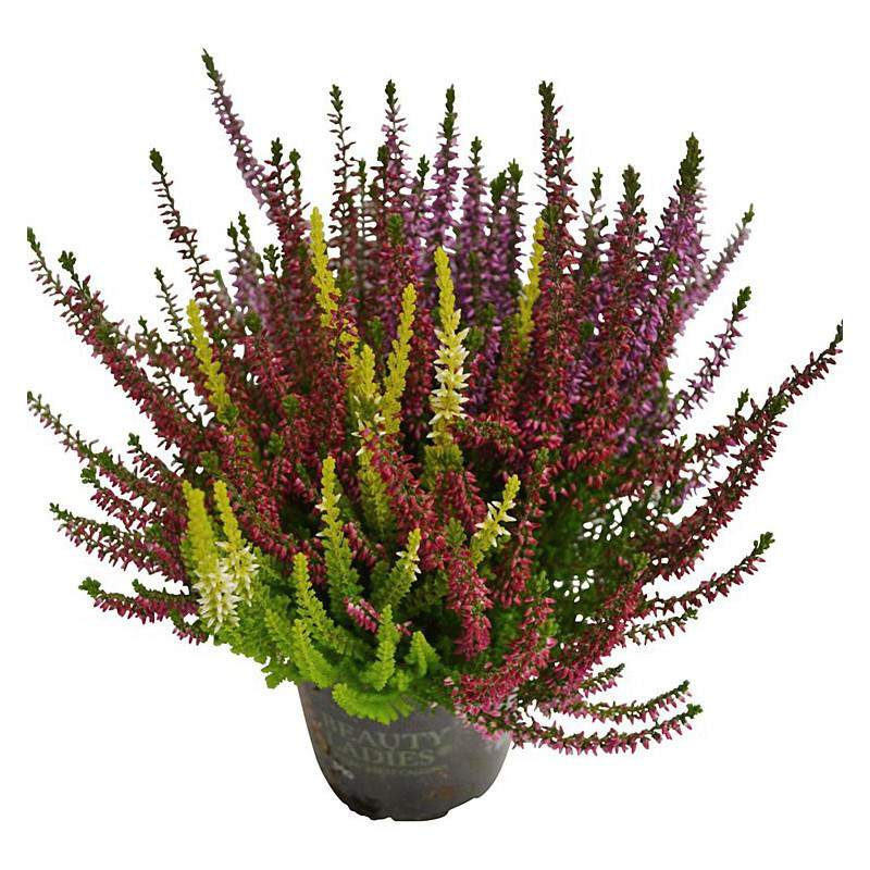 Calluna vulgaris driekleur