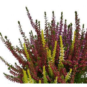 Calluna tricolour vulgaris