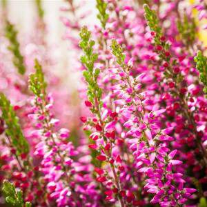 ERICA - CALLUNA BEAUTY LADY rosa